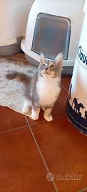 Maine Coon