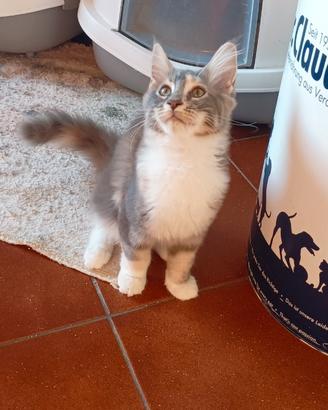 Maine Coon