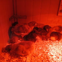 Pulcini di gallina australorp
