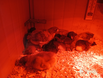 Pulcini di gallina australorp