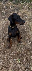 Doberman