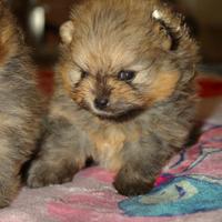 Cucciolo Spitz pomerania nano