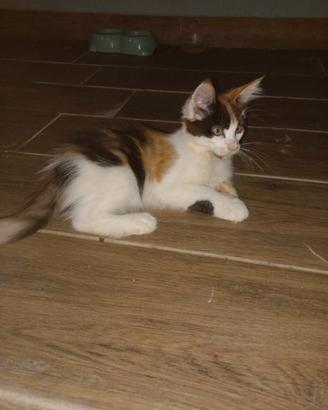 Cuccioli di mainecoon
