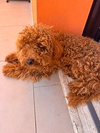 Barboncino. Tot