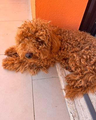 Barboncino. Tot