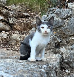 Gattina