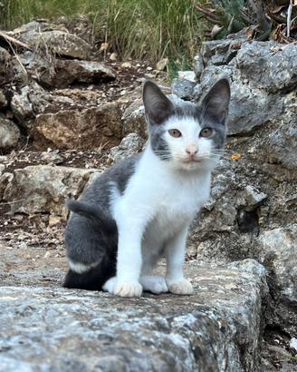 Gattina