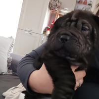 Sharpei