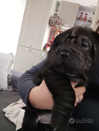 Sharpei