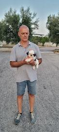 Shih-tzu 