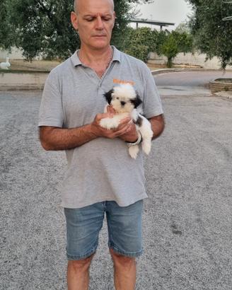 Shih-tzu 