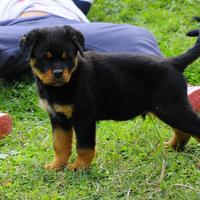 Cucciole rottweiler