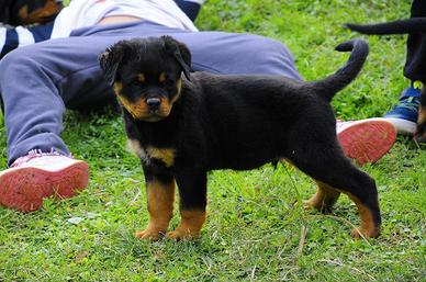 Cucciole rottweiler
