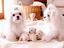 Immagine 29