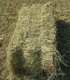 Ballette di fieno per animali