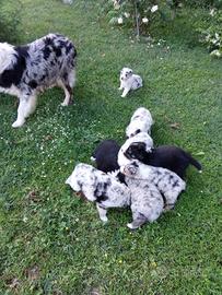 Cucciolo maschio