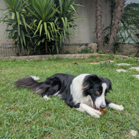 Border Collie maschio per accoppiamento
