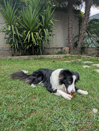 Border Collie maschio per accoppiamento
