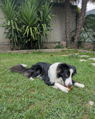 Border Collie maschio per accoppiamento