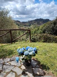 Rustico Lo Scarpone