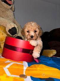 Cuccioli barboncini albicocca toy e nani