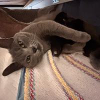 Gattini neri pronti a giugno