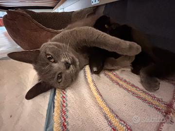 Gattini neri pronti a giugno