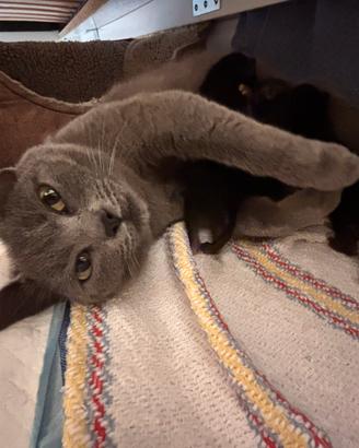 Gattini neri pronti a giugno