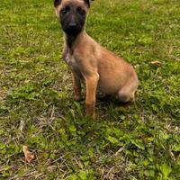 Cucciola femmina di pastore belga Malinois