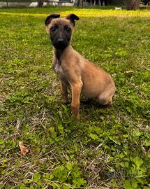 Cucciola femmina di pastore belga Malinois