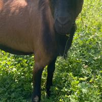 Becco camosciata delle alpi