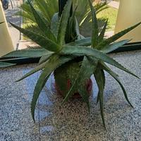 Piante di ALOE