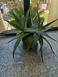 Piante di ALOE