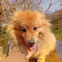 Volpino Italiano Pedigree