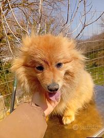 Volpino Italiano Pedigree