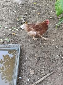 15 Galline 