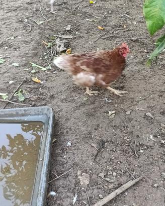 15 Galline 