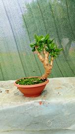 bonsai di crassula ovata 