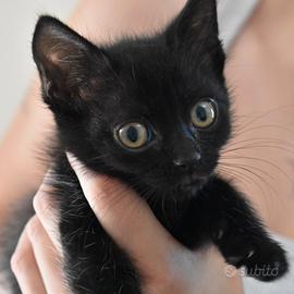 Gattini di due mesi