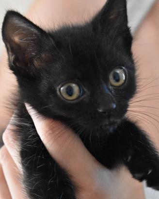 Gattini di due mesi