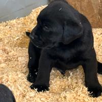 Cucciola di Labrador