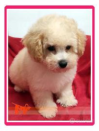 Cuccioli di MALTIPOO