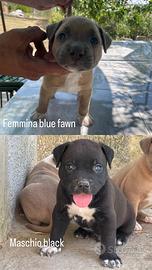 American Pitbull terrier