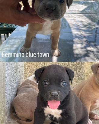 American Pitbull terrier