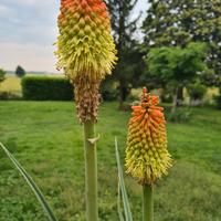 Semi di Kniphofia tritoma 