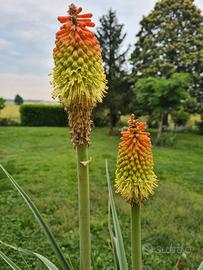 Semi di Kniphofia tritoma 
