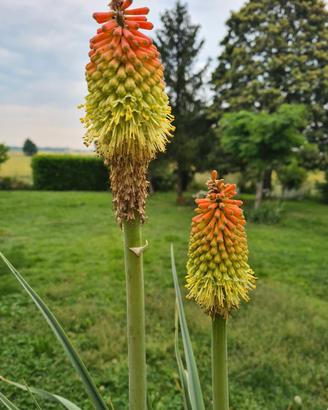Semi di Kniphofia tritoma 