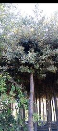 Piante di leccio