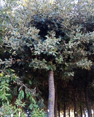 Piante di leccio