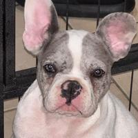Bulldog francese